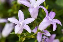 Campanula poscharskyana (Zodenvormend klokje)