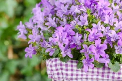 Campanula poscharskyana (Zodenvormend klokje)