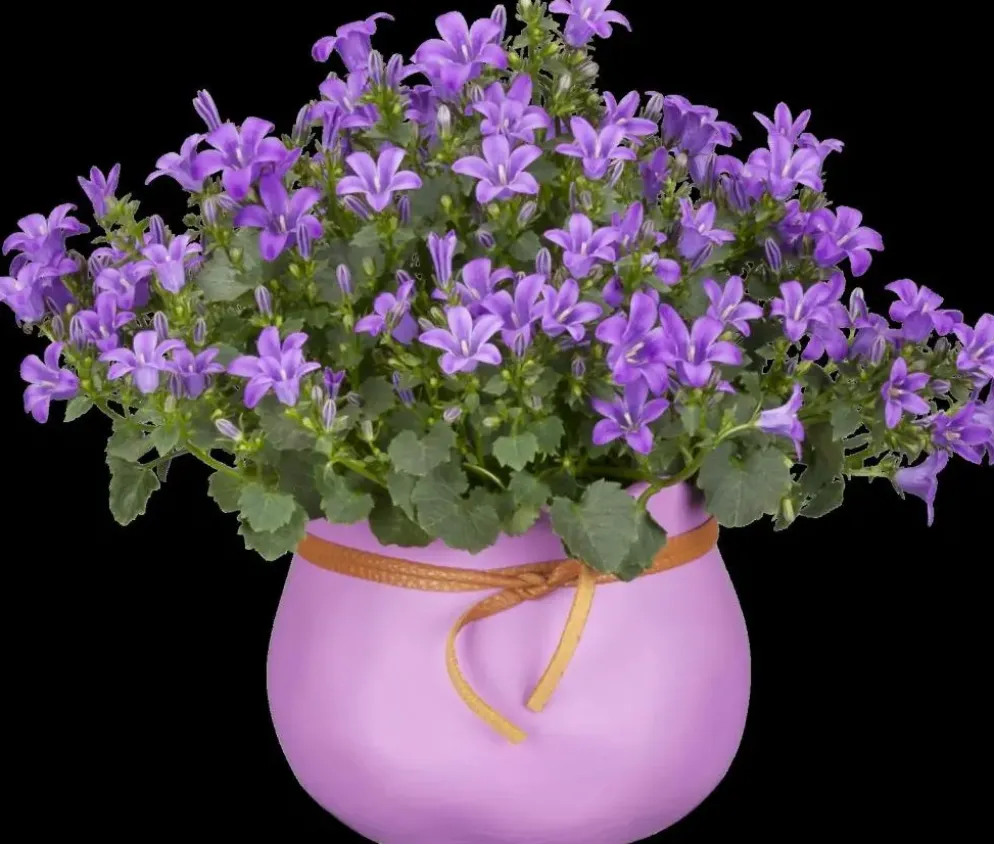 Campanula poscharskyana (Zodenvormend klokje)