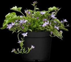Campanula poscharskyana (Zodenvormend klokje)