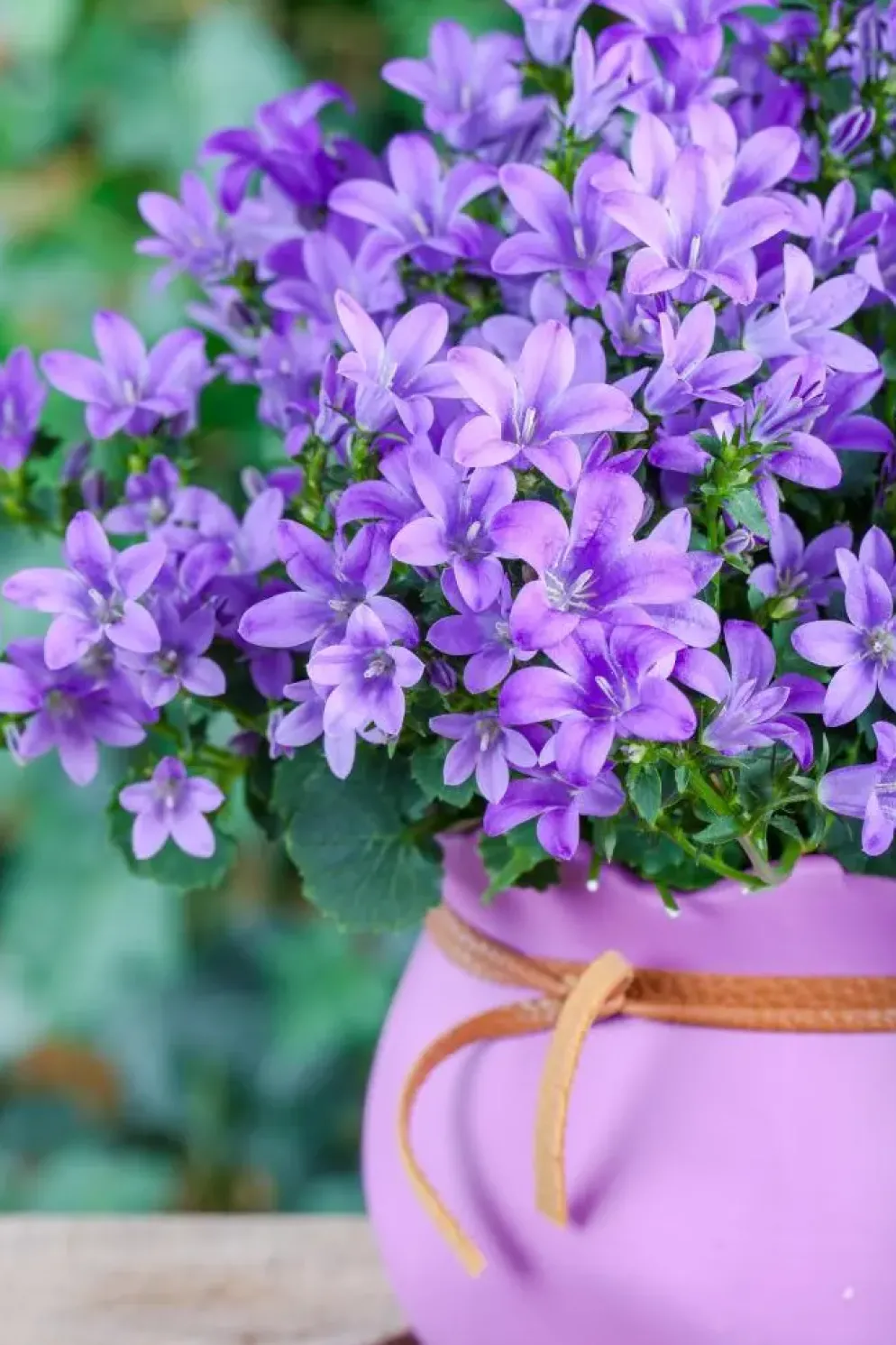 Campanula poscharskyana (Zodenvormend klokje)