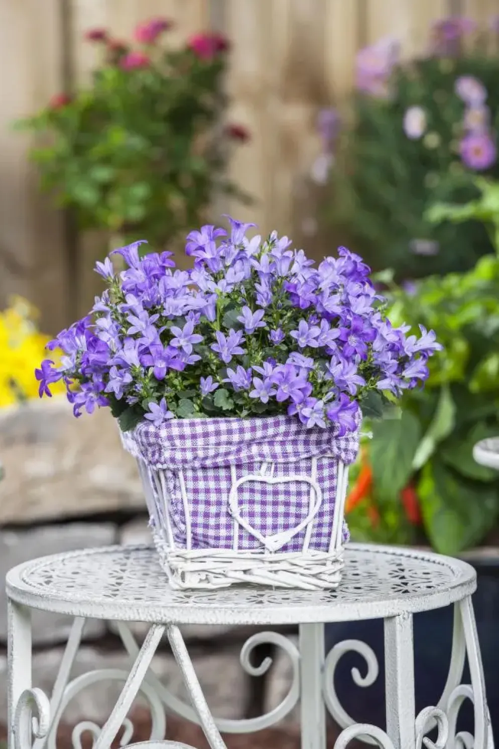 Campanula poscharskyana (Zodenvormend klokje)