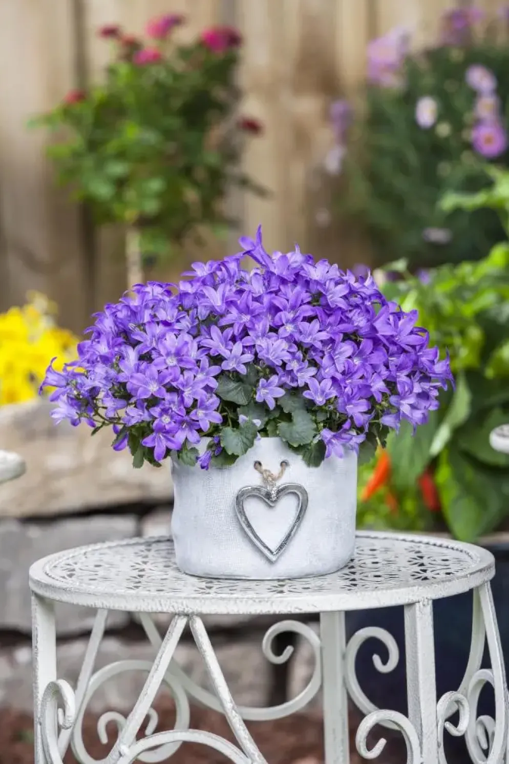 Campanula poscharskyana (Zodenvormend klokje)