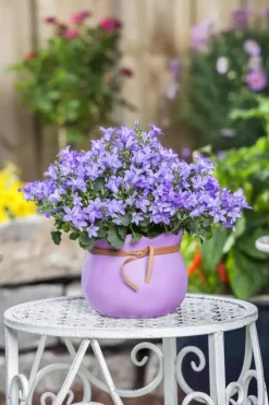 Campanula poscharskyana (Zodenvormend klokje)