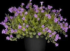 Campanula poscharskyana (Zodenvormend klokje)