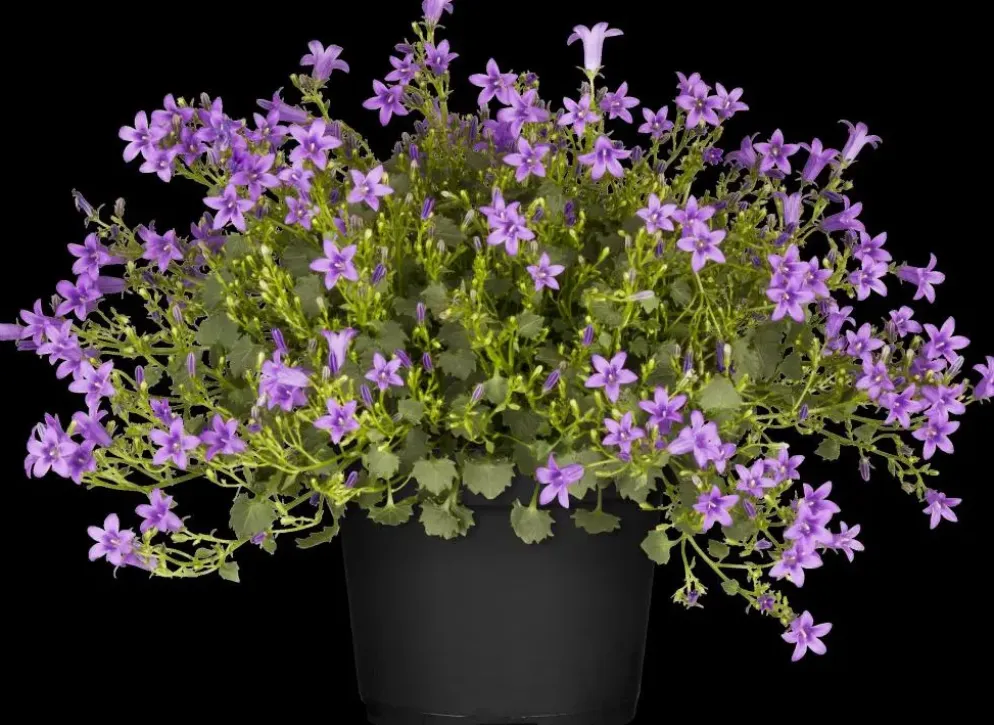 Campanula poscharskyana (Zodenvormend klokje)