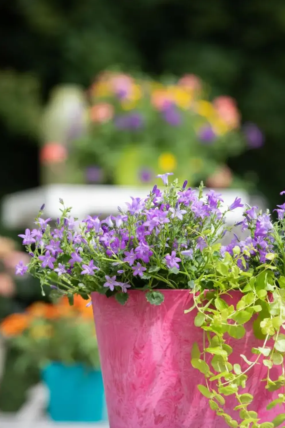 Campanula poscharskyana (Zodenvormend klokje)