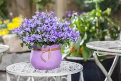 Campanula poscharskyana (Zodenvormend klokje)