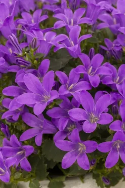 Campanula poscharskyana (Zodenvormend klokje)