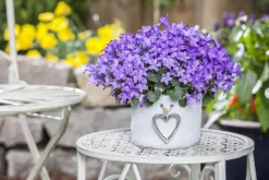 Campanula poscharskyana (Zodenvormend klokje)