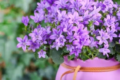 Campanula poscharskyana (Zodenvormend klokje)
