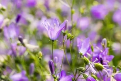 Campanula rotundifolia (Grasklokje)