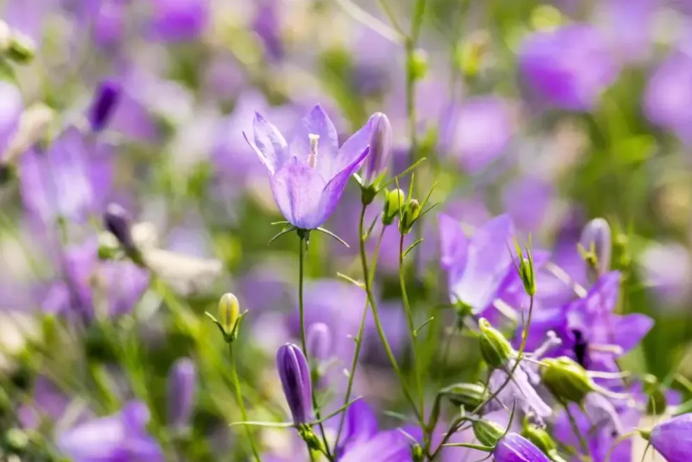 Campanula rotundifolia (Grasklokje)