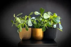 Capi nature groove indoor bol bloempot 14x13 cm zwart
