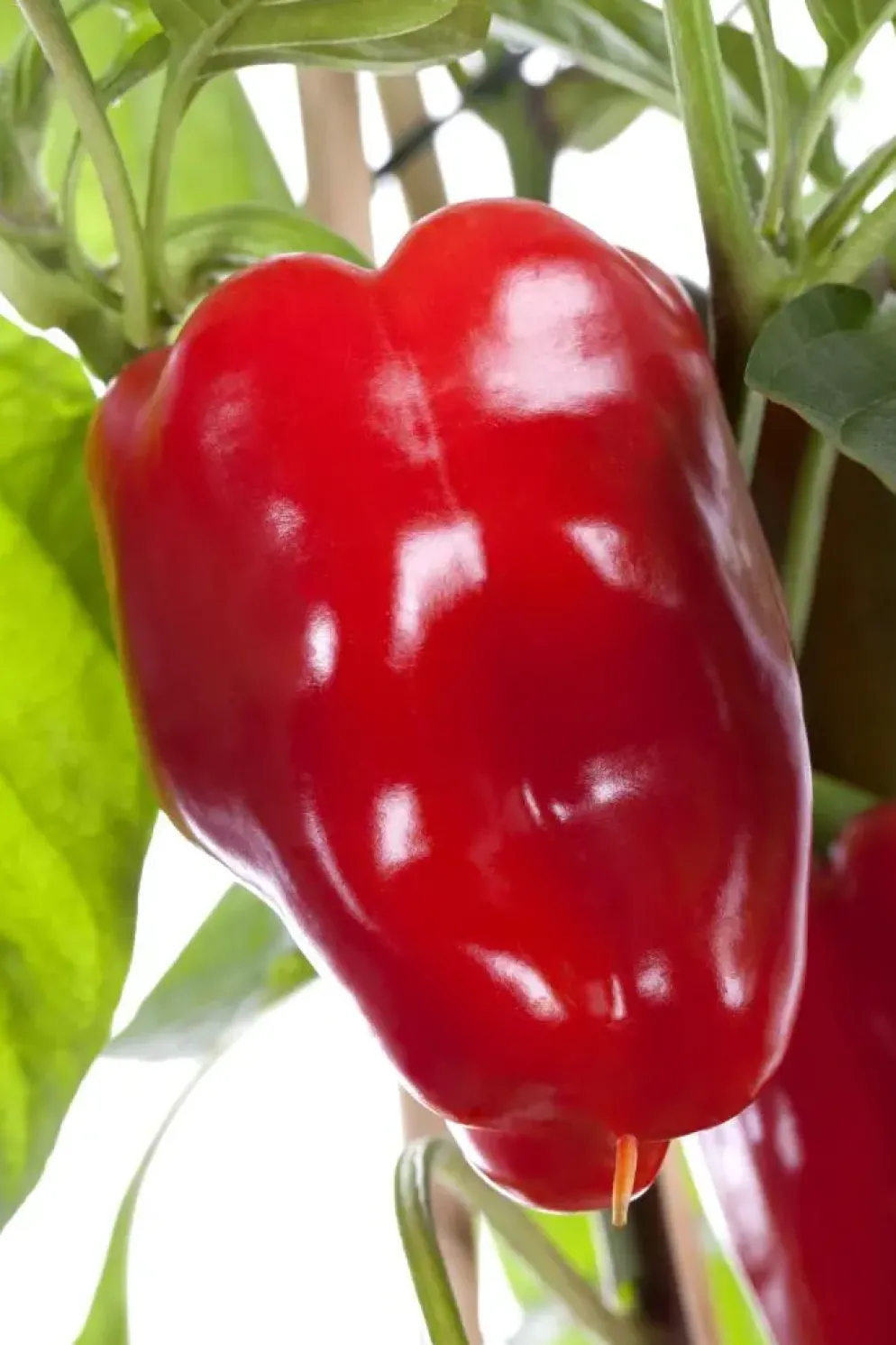 Capsicum annuum (Peper)
