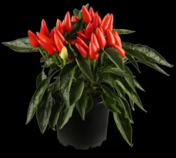 Capsicum annuum (Peper)