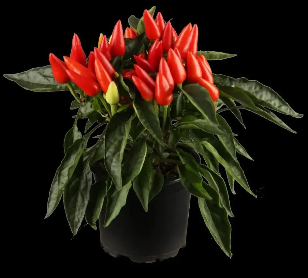 Capsicum annuum (Peper)