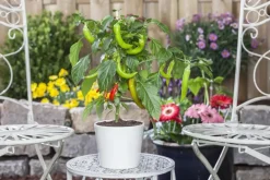 Capsicum annuum (Peper)