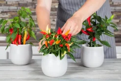 Capsicum annuum (Peper)