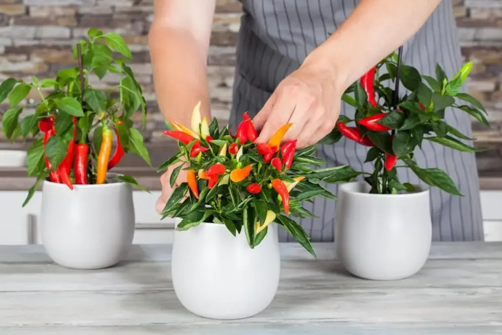 Capsicum annuum (Peper)