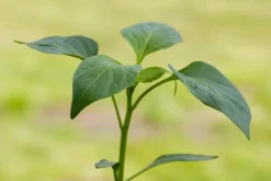 Capsicum annuum (Peper)