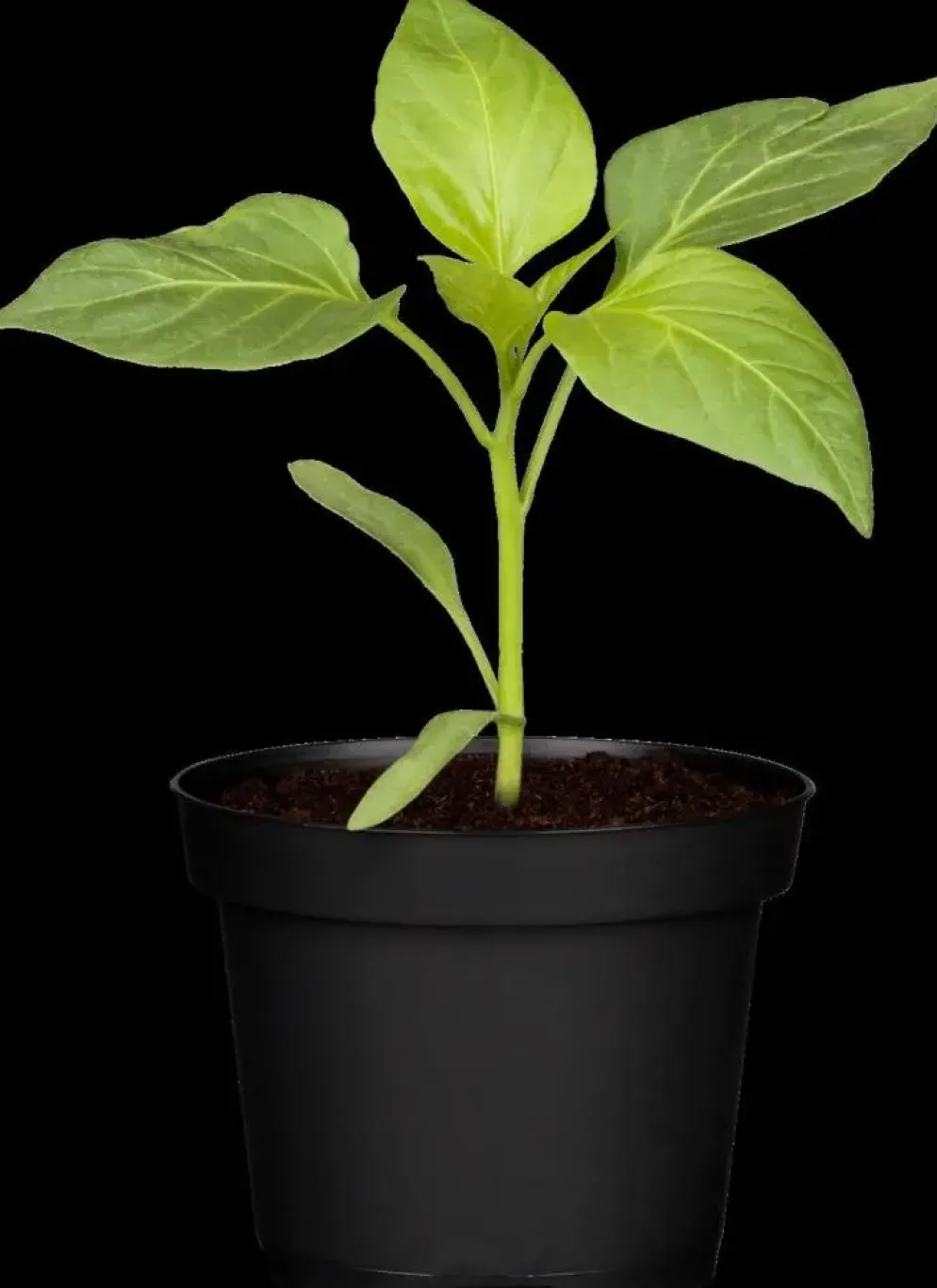 Capsicum annuum (Peper)