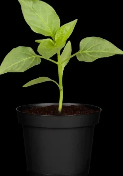 Capsicum annuum (Peper)