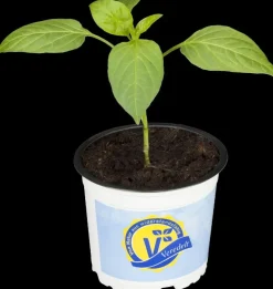 Capsicum annuum (Peper)