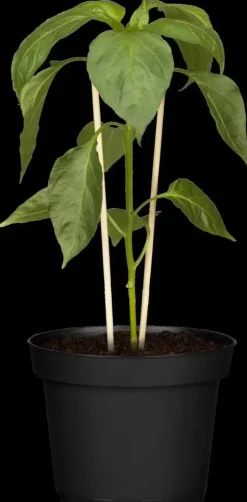 Capsicum annuum (Peper)