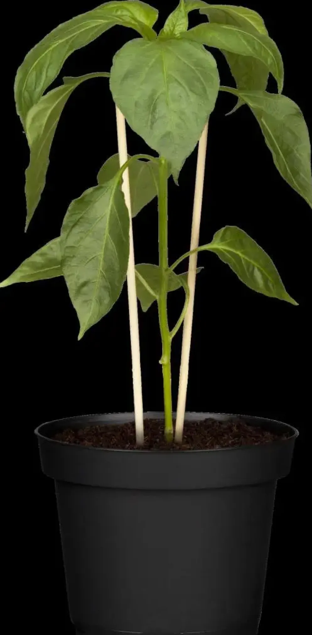 Capsicum annuum (Peper)