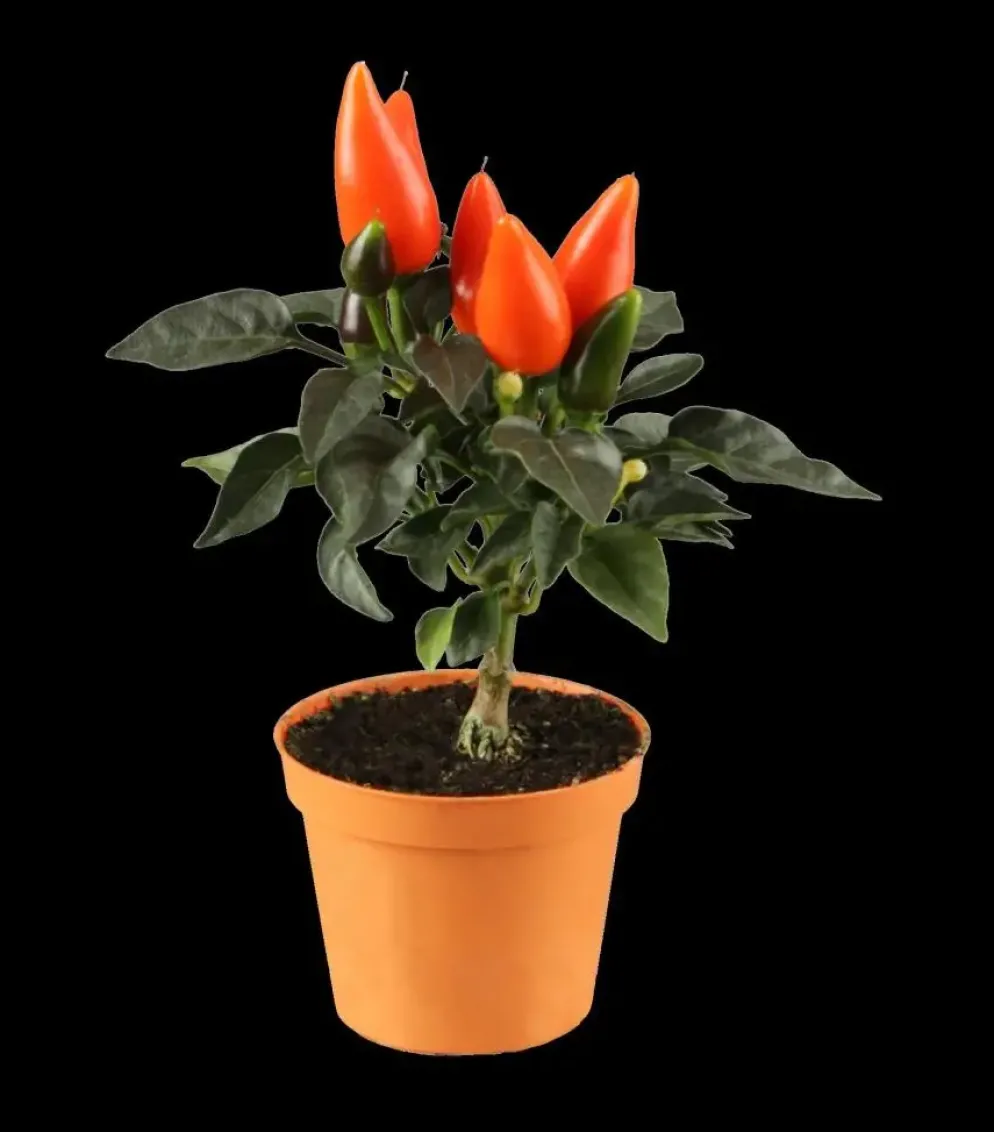 Capsicum annuum (Peper)