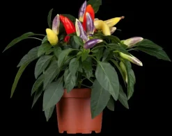Capsicum annuum (Peper)