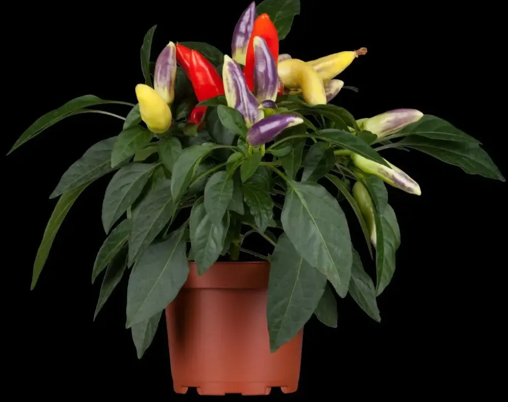 Capsicum annuum (Peper)