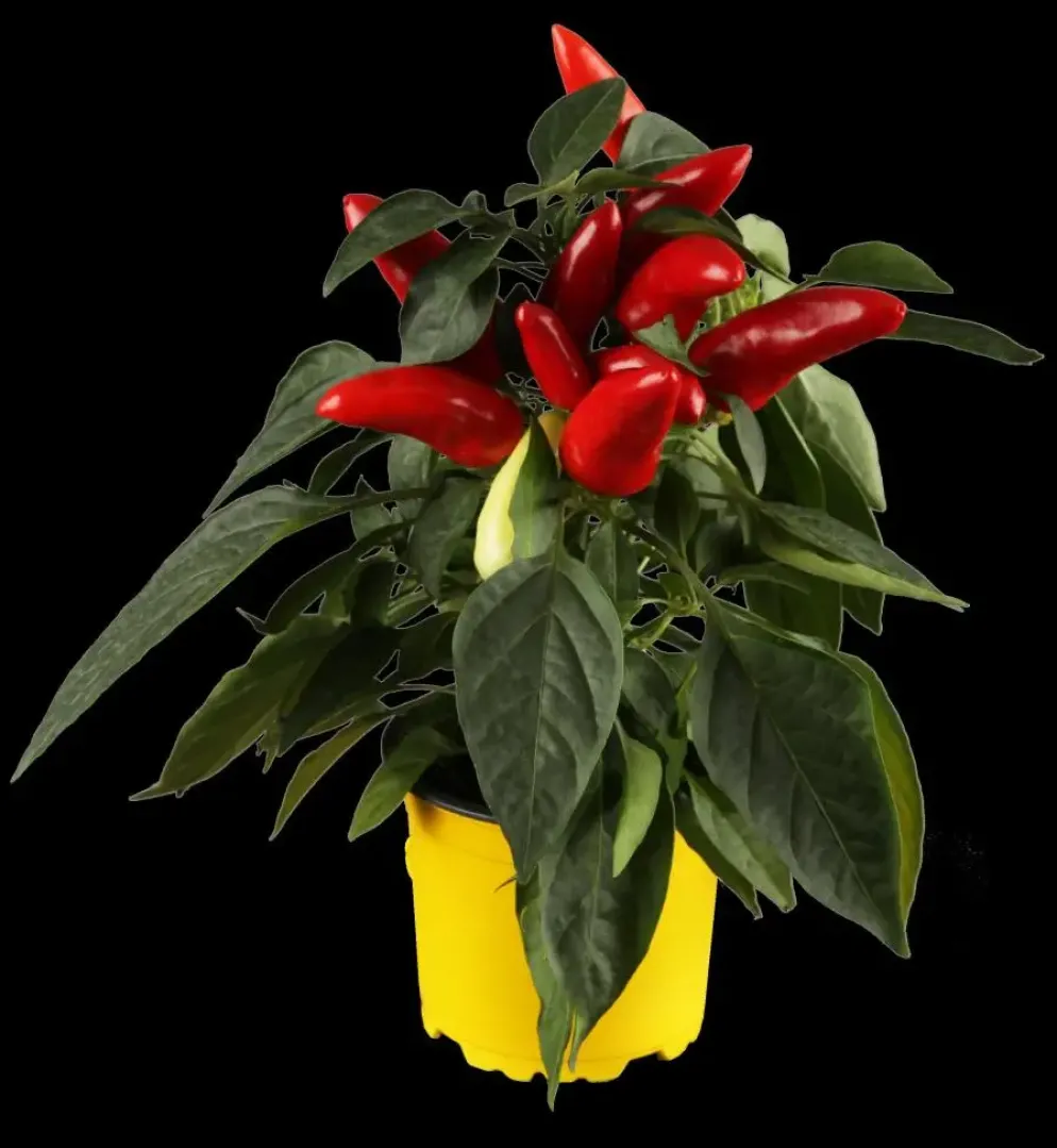 Capsicum annuum (Peper)