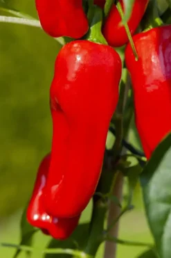 Capsicum annuum (Peper)