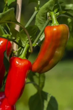Capsicum annuum (Peper)