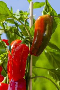 Capsicum annuum (Peper)