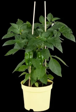 Capsicum annuum (Peper)