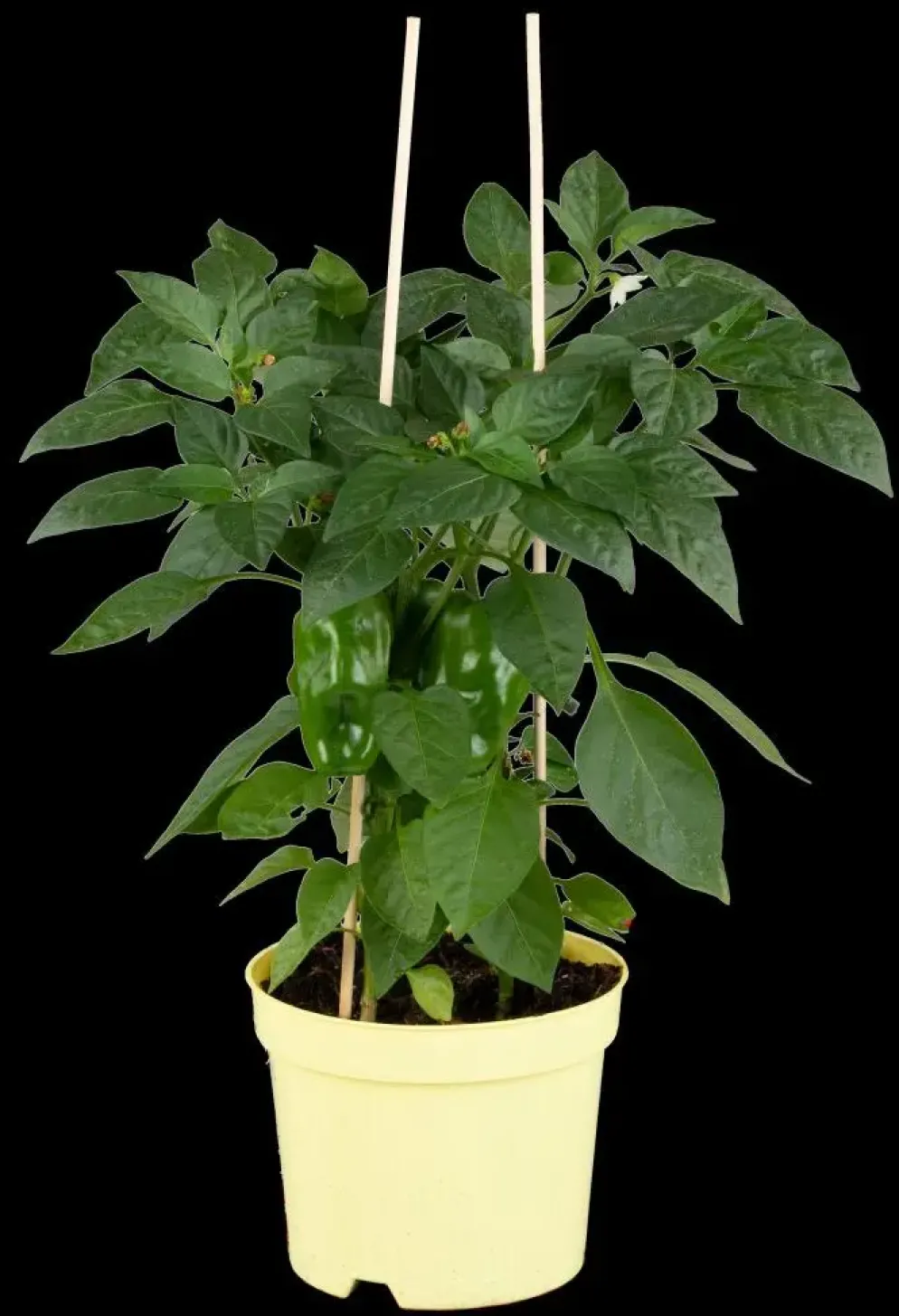 Capsicum annuum (Peper)