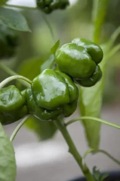 Capsicum annuum (Peper)