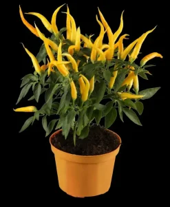 Capsicum annuum (Peper)