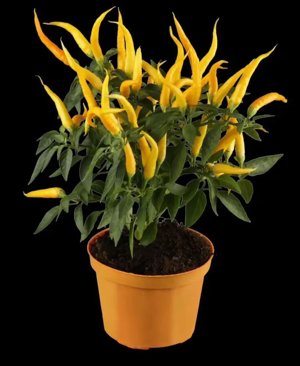 Capsicum annuum (Peper)