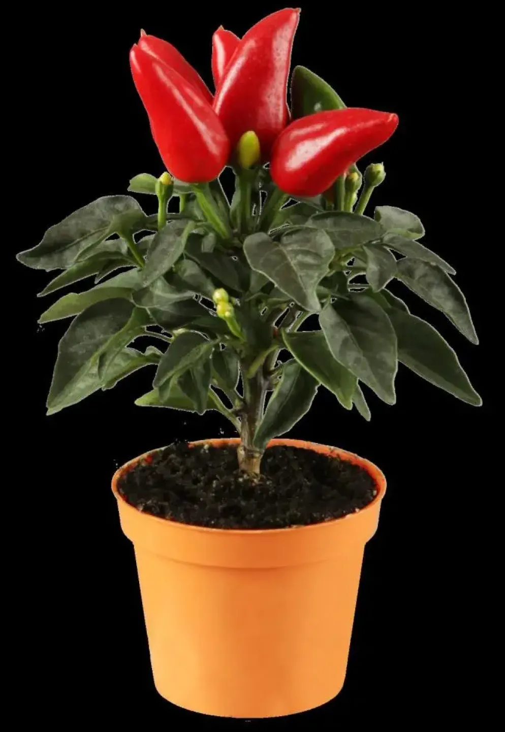 Capsicum annuum (Peper)