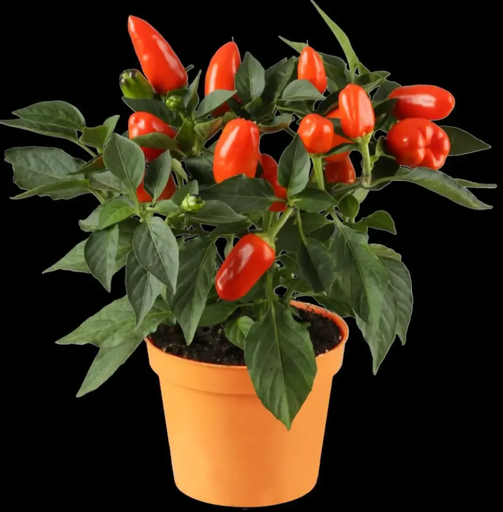 Capsicum annuum (Peper)