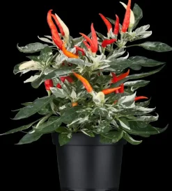 Capsicum annuum (Peper)