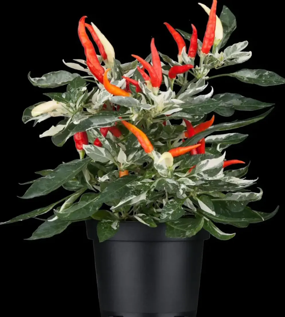 Capsicum annuum (Peper)