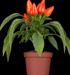 Capsicum annuum (Peper)