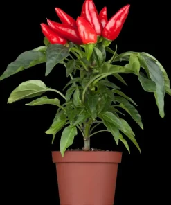 Capsicum annuum (Peper)