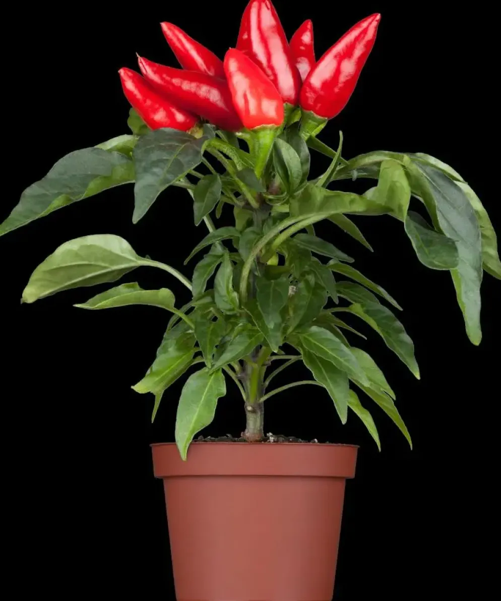 Capsicum annuum (Peper)