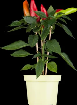 Capsicum annuum (Peper)